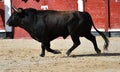 A strong black bull running on spanish bullring Royalty Free Stock Photo