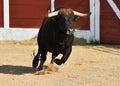 A strong black bull running on spanish bullring Royalty Free Stock Photo