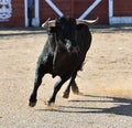 Strong black Bull in the spanish bullring with big horns