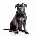 Strong black dog breed Cane Corso isolated on white close-up, beautiful pet,