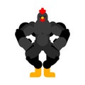 Strong black rooster. Powerful bantam. spring chicken bodybuilder. hard Farm bird