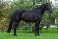 Strong black stallion standing alone against greenery in the summer Royalty Free Stock Photo