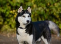 Strong black and white siberian husky dog standing on green background Royalty Free Stock Photo