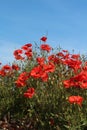 Red poppies taken against blue sky close up on summers morning In Britain