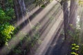 Intense sun beams through old growth forest, BC, Canada