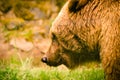 A strong, brown bear is sniffling and snooping in the grass, looking like a teddy