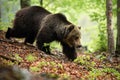 Strong brown bear walking in forest in summer nature, Slovakia, Europe.
