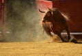 Strong bull in the bullring with big horns Royalty Free Stock Photo