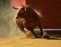 Strong bull in the bullring with big horns