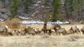 Bull Elk with A Herd Royalty Free Stock Photo