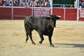 Strong Bull in the spanish bullring with big horns