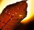 A strong coloured maple leaf in the evening sunset of autumn Royalty Free Stock Photo