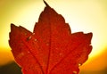 A strong coloured maple leaf in the evening sunset of autumn Royalty Free Stock Photo