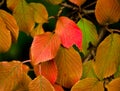 A strong coloured maple leaf in the sun of autumn Royalty Free Stock Photo