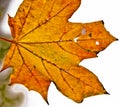 A strong coloured maple leaf in the sun of autumn Royalty Free Stock Photo