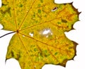 A strong coloured maple leaf in the sun of autumn Royalty Free Stock Photo