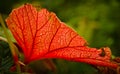 A strong coloured maple leaf in the sun of autumn Royalty Free Stock Photo