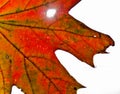 A strong coloured maple leaf in the sun of autumn Royalty Free Stock Photo