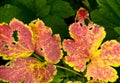 A strong coloured maple leaf in the sun of autumn Royalty Free Stock Photo