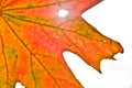A strong coloured maple leaf in the sun of autumn Royalty Free Stock Photo