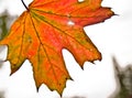 A strong coloured maple leaf in the sun of autumn Royalty Free Stock Photo