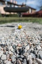 Strong and courageous daisy growing among the stones