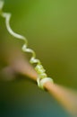 Strong curly creeper gripping onto tree branch