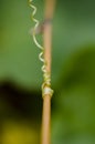 Strong curly creeper gripping onto tree branch