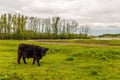 Strong dark brown colored Galloway bull is curiously looking at