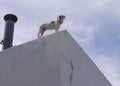 A strong dog lookout from the rooftop in Paros Island Greece Royalty Free Stock Photo