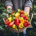 strong basket It\'s filled with giant, multi-colored bell peppers.