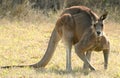 Strong Eastern grey kangaroo spotted in the wild