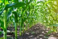 Strong, even corn plants on the field, in the phase of the formation of the rock, under the sunny sky Royalty Free Stock Photo