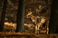 Strong fallow deer stag roaring in forest in autumn. Royalty Free Stock Photo