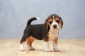 Strong female beagle puppy in action