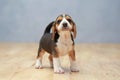 Strong female beagle puppy in action