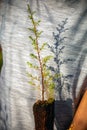 A strong female hand cradles small trees, ready for planting.