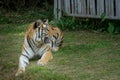 A strong and fierce Asian tiger watching its prey. Asian tigers including carnivorous big cats are protected because its