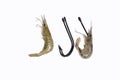 Strong fishing hook and shrimp Royalty Free Stock Photo