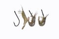 Strong fishing hook and shrimp Royalty Free Stock Photo