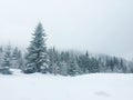 Fog in the mountain forest