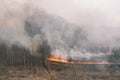 Strong forest fire. Burning grass and trees. Dry grass, smoke and flames. Thick smoke in the forest Royalty Free Stock Photo