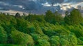 Strong gale blows and bends green trees