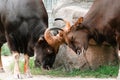 Strong gaurs fighting with their horns Royalty Free Stock Photo