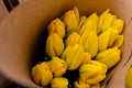 Strong Gold Tulip Packing. Foraging, growing tulips, in various ways for hydroponics and sustainable agriculture. Small Royalty Free Stock Photo