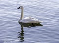 Strong graceful trumpeter swan swimming peacefully on a calm lake Royalty Free Stock Photo