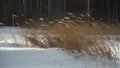 Strong gusty wind. Dry tall grass in a snowdrift. Beautiful winter snowy landscape