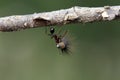 Strong and hard-working ant carries seeds