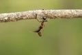 Strong and hard-working ant carries seeds