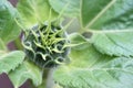 Strong healthy green sunflower in summer early flowering